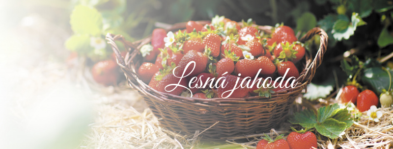 banner SK na web 8